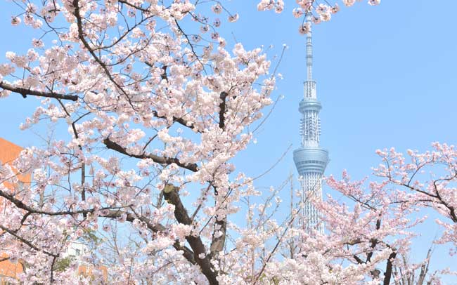 東京スカイツリーで桜を楽しむ春イベント