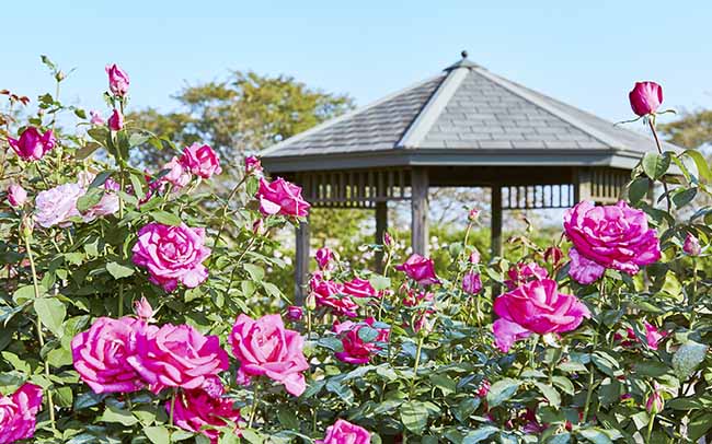 バラの歴史を辿れるバラ園・花菜ガーデン
