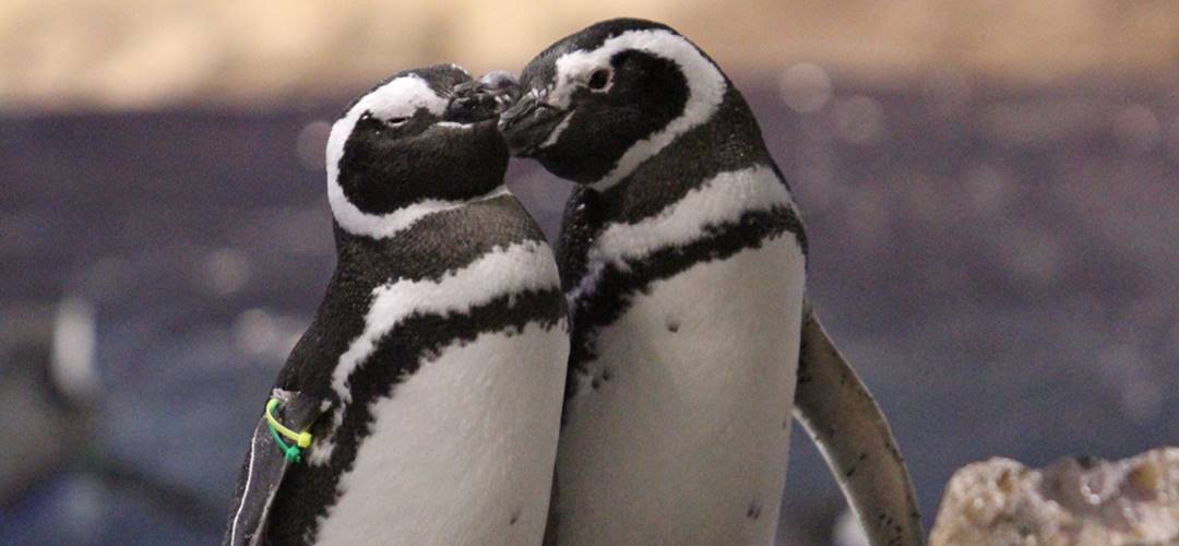 ペンギンと過ごすバレンタイン