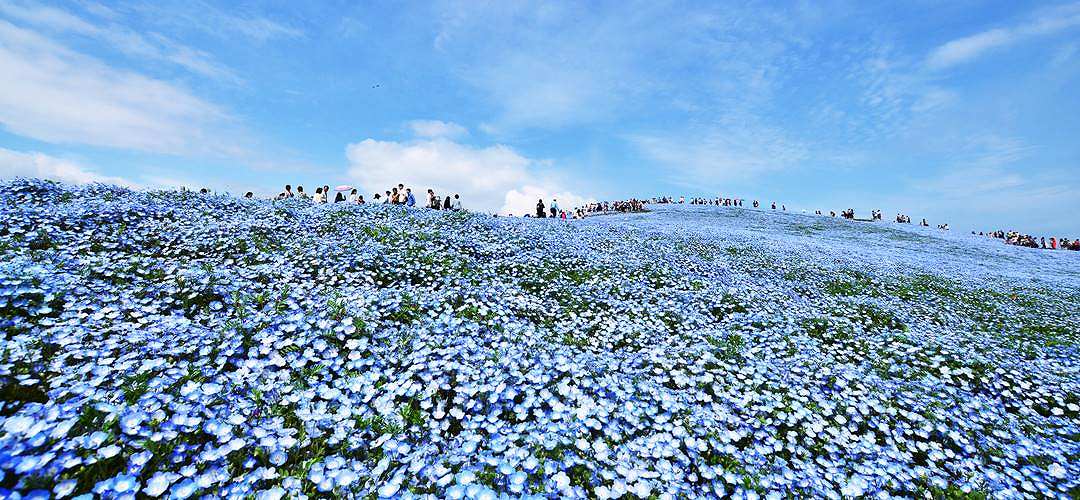 ネモフィラ、チューリップなど、春の花々と海とのコントラストが美しい！国営ひたち海浜公園の「Flowering 2020」