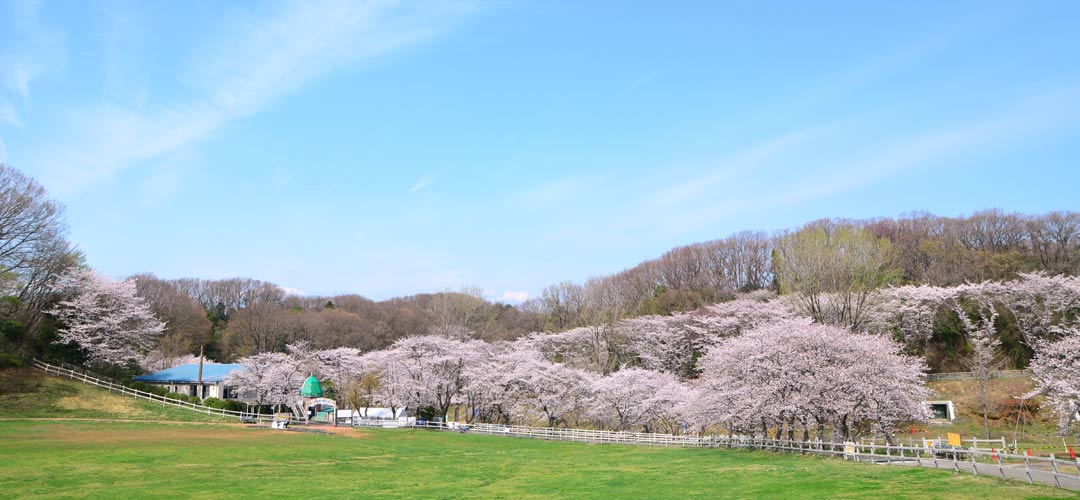 横浜市の桜名所＆穴場7選。横浜ならではの景色と桜を楽しめる山下公園から、散歩がてら訪れたいみなとみらいのさくら通りまで