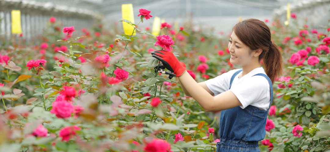 食べられるバラを栽培する【ROSE LABO】インタビュー記事