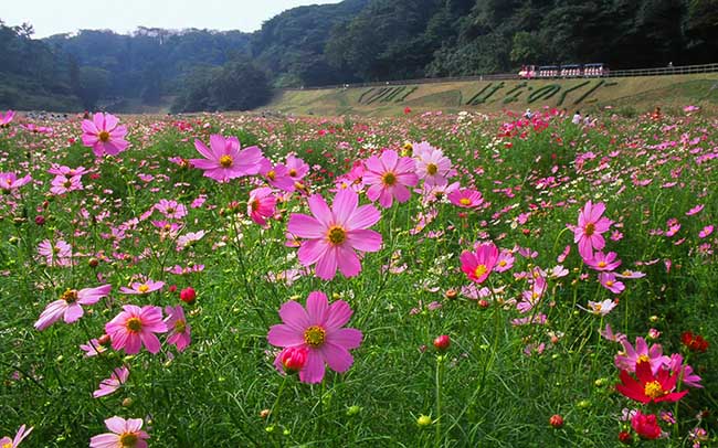 神奈川：くりはま花の国