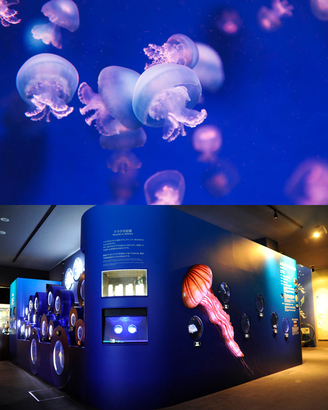 クラゲに会える水族館「新江ノ島水族館」