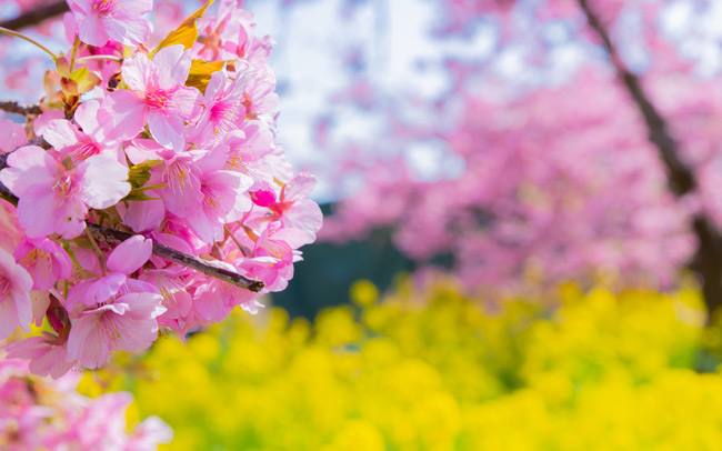 早めの春を感じに、伊豆へお花見旅