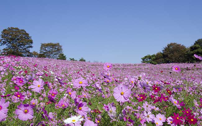 昭和記念公園でコスモスの開花リレーを堪能