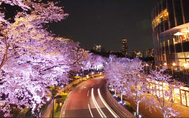 お花見デートの定番スポット6位東京ミッドタウン