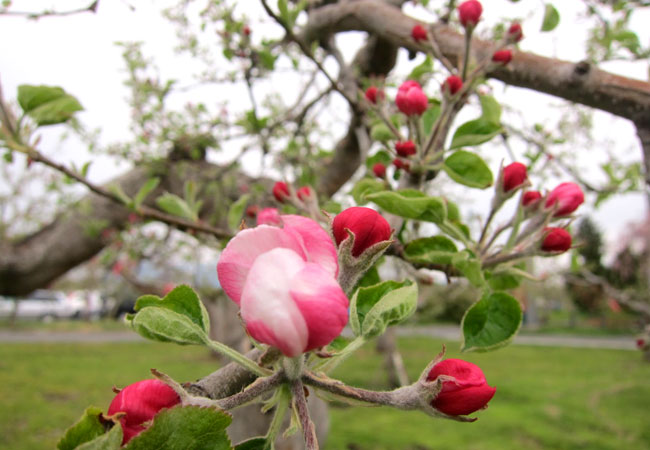 りんご畑には、りんごの花がチラホラ