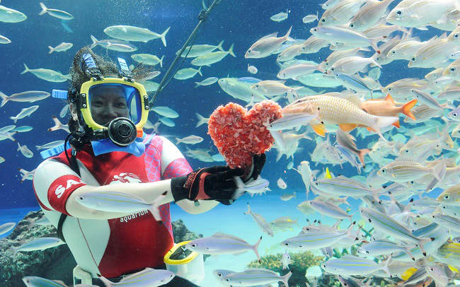 サンシャイン水族館のバレンタイン　水中パフォーマンスタイム