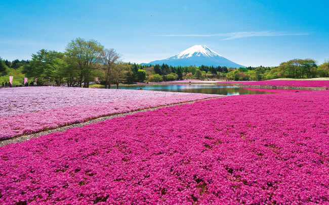 ピンクの世界へ！80万株の芝桜が絶景すぎる