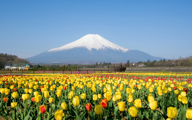 富士山×チューリップなど春のお花トリップ