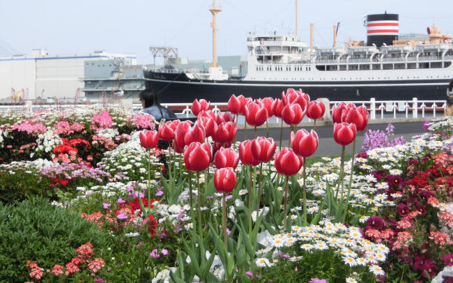 花と海が織りなす絶景！春の横浜ピクニック