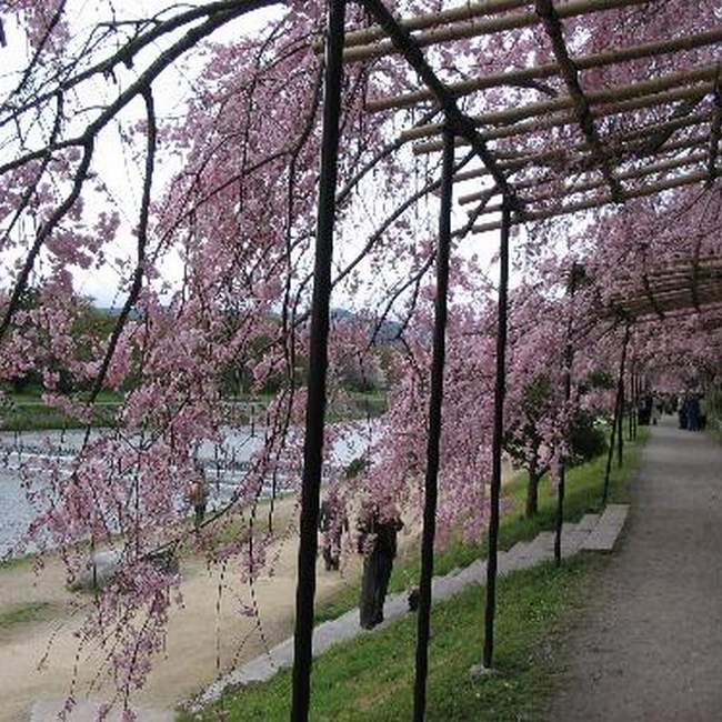 【半木の道】の桜