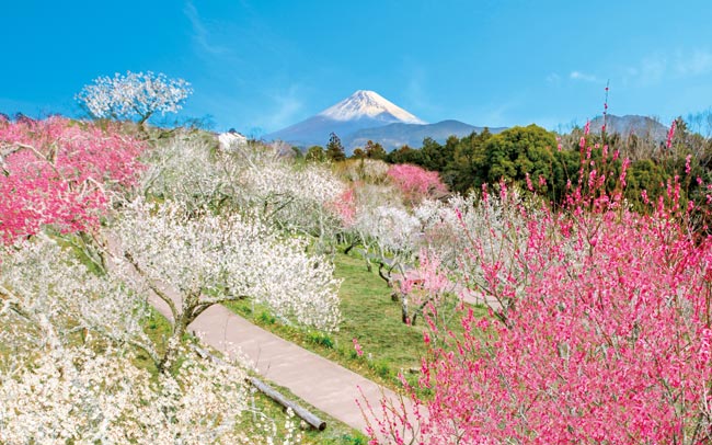 春は目前！富士山×梅の絶景が待つ修善寺へ