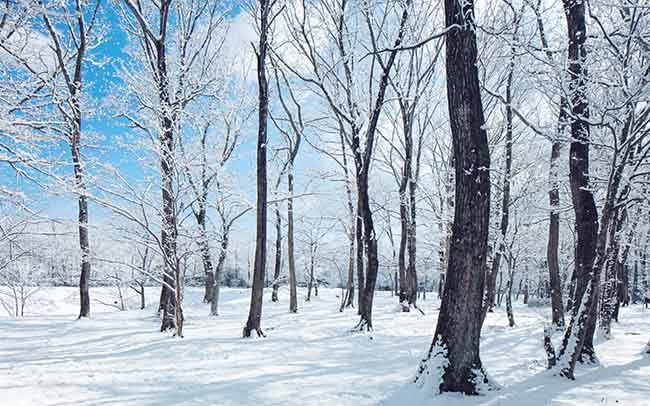 「星野リゾート　リゾナーレ那須」冬の景色