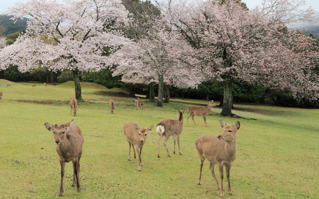 世界遺産と桜の奈良へひとっとび