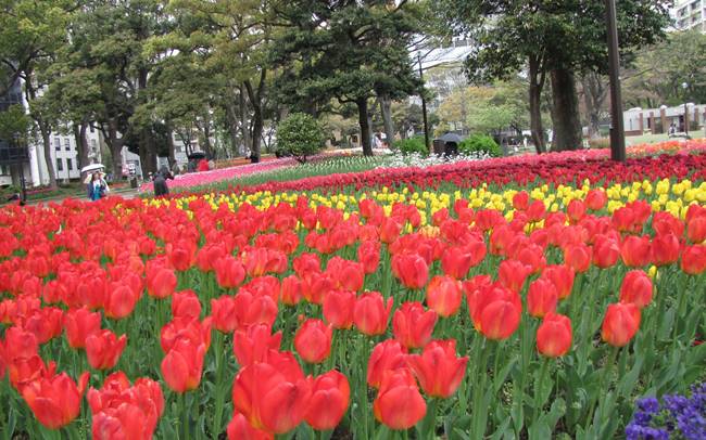 横浜のお花を楽しめるスポット7選