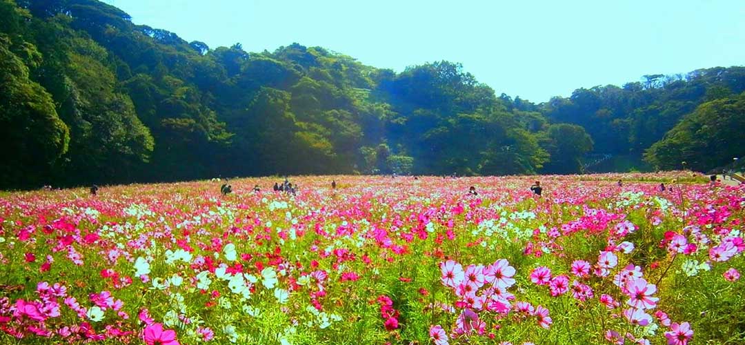 なだらかな丘に咲く100万本のコスモスが圧巻。神奈川・くりはま花の国で「コスモスまつり」を開催