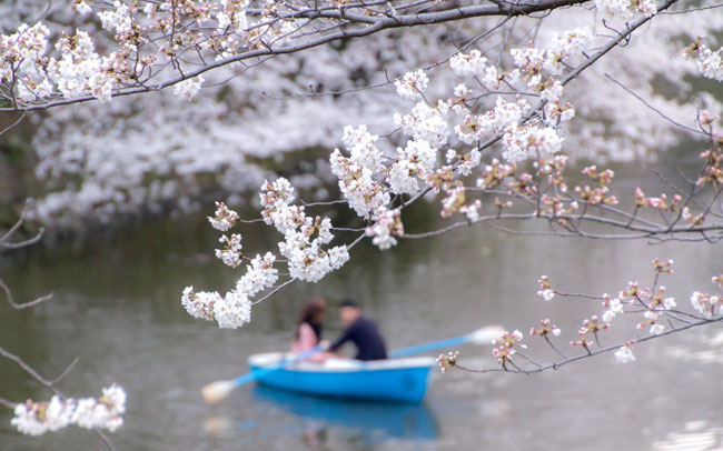 お花見デートのおすすめスポット