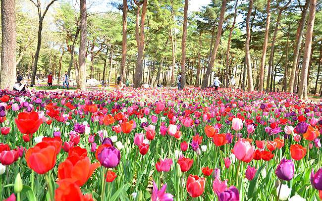 茨城県・国営ひたち海浜公園「Flowering 2020の魅力２