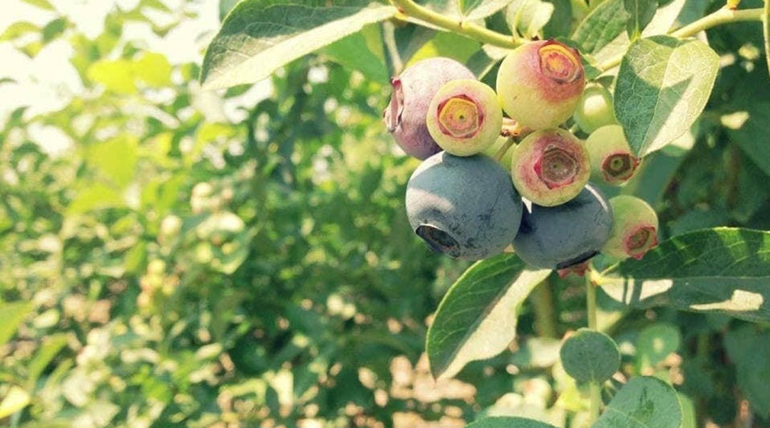 夏野菜農家を応援しよう！茨城県「女化ブルーベリーの森」【サステナブルチャレンジ】
