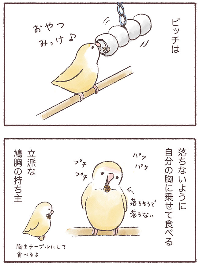 うちのインコたちは今日もおしゃべり5話3P