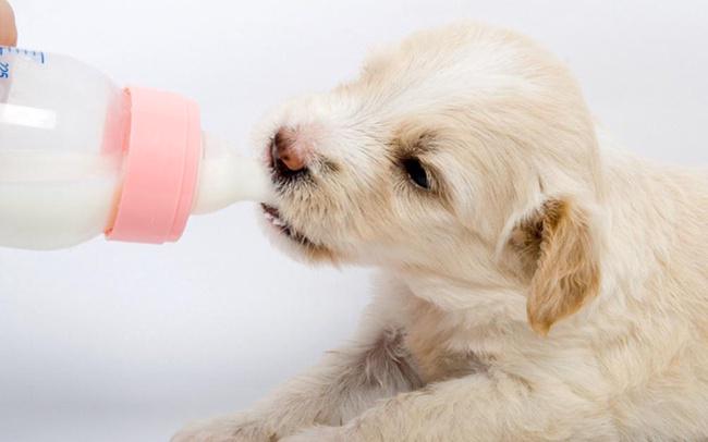 子犬に食与える離乳食の量と回数