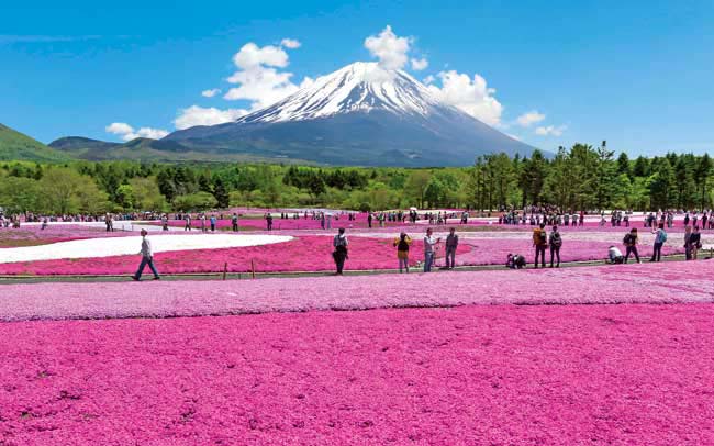 富士山の絶景を花が彩る「富士芝桜まつり」
