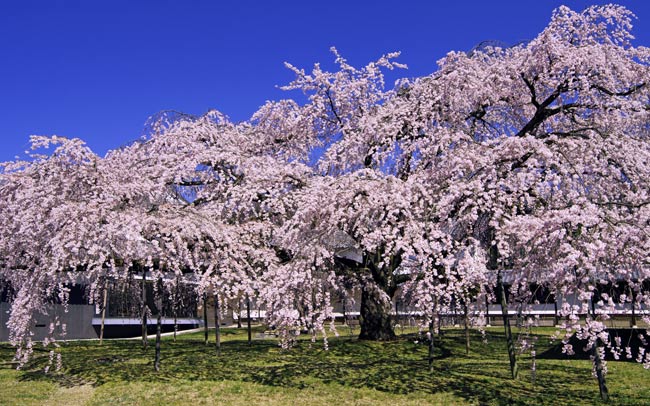 春の京都は山科・醍醐へ