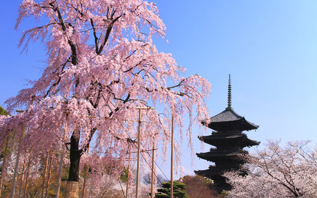 春の京都を日帰りで。編集部おすすめコース