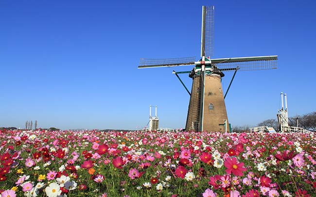 オランダ風車を50万本のコスモスが彩る