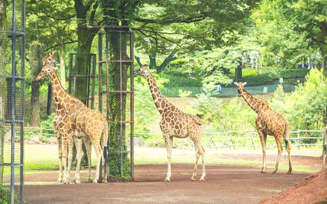ランキングや穴場情報も！東京近郊の動物園
