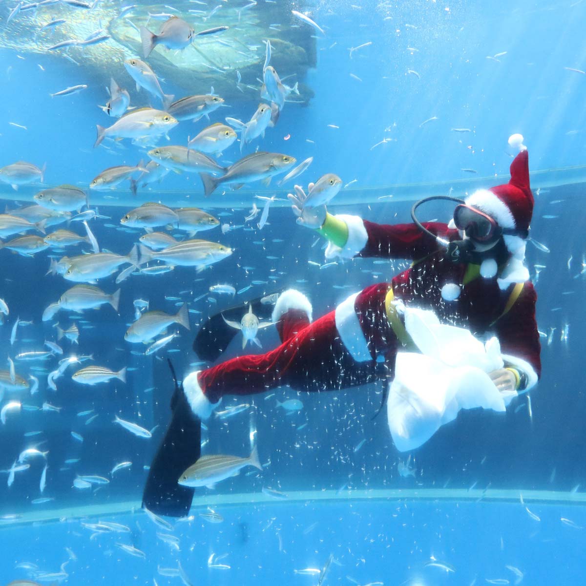 横浜・八景島シーパラダイス「Seaparadise Christmas ～シーパラからのクリスマスプレゼント～」