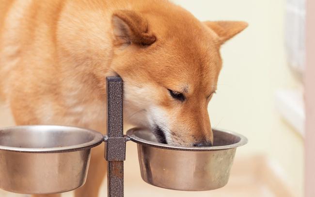 柴犬の餌の適量と食事回数、その計算式