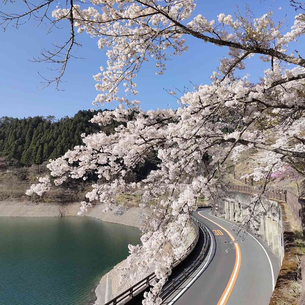 奥多摩湖（東京都・奥多摩）_お花見スポット2024