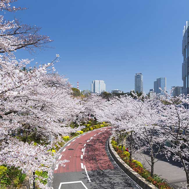 東京ミッドタウン「春の散歩道」