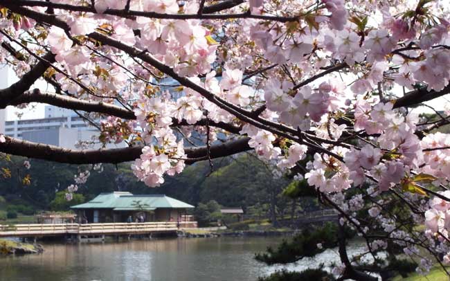 五感で桜を楽しもう、東京・神奈川のお花見2017年 