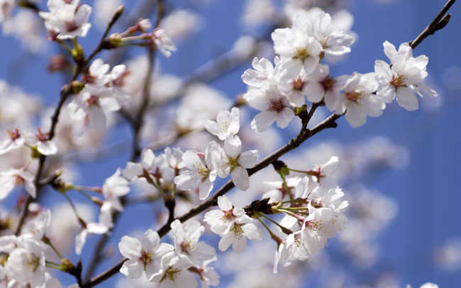 桜の穴場やデリの口コミ満載のお花見白書