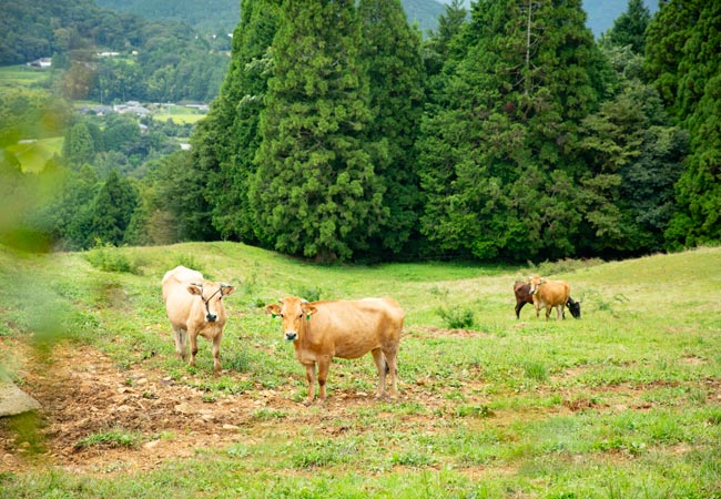 高知,カルタ