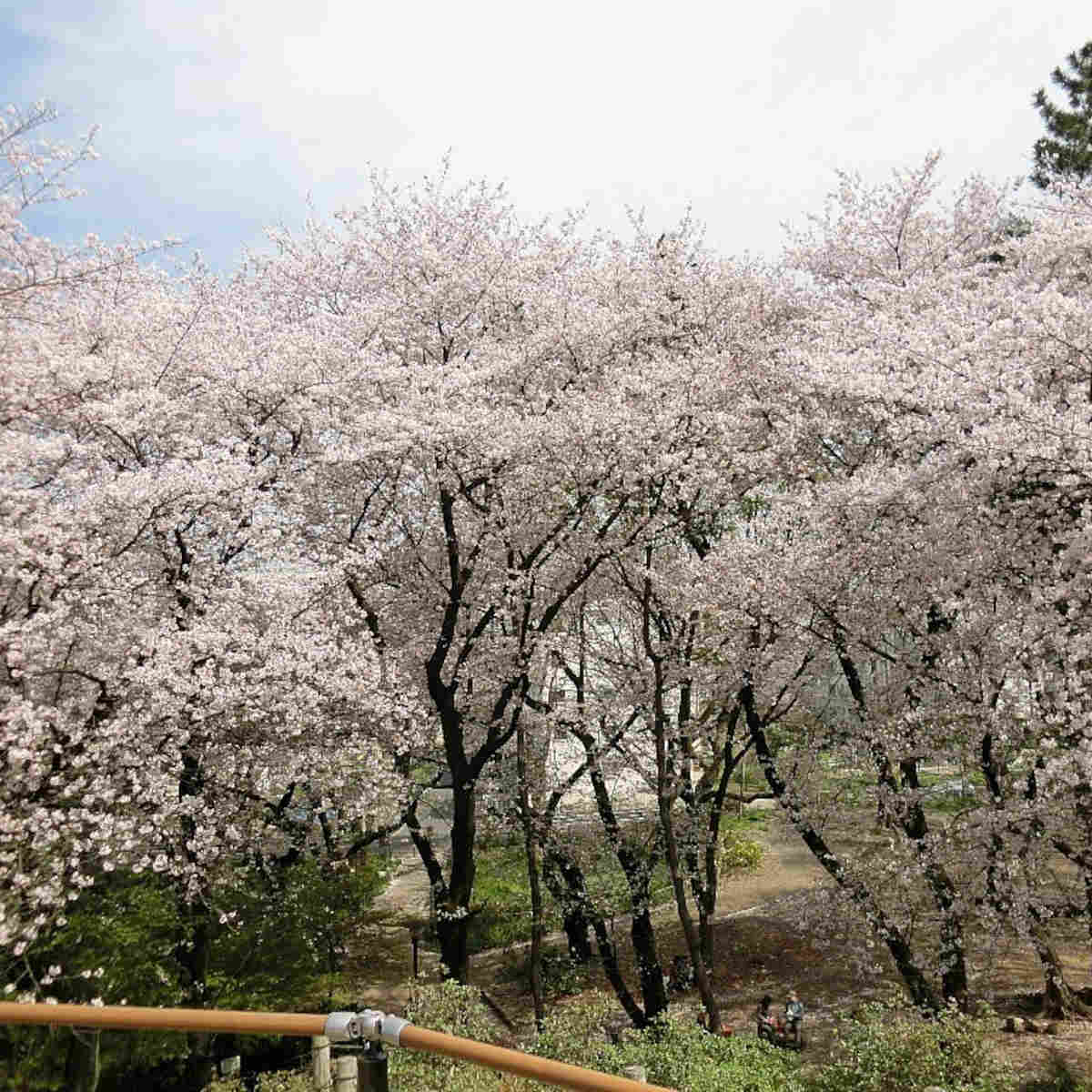 戸山公園（東京都・新大久保）_お花見スポット2024