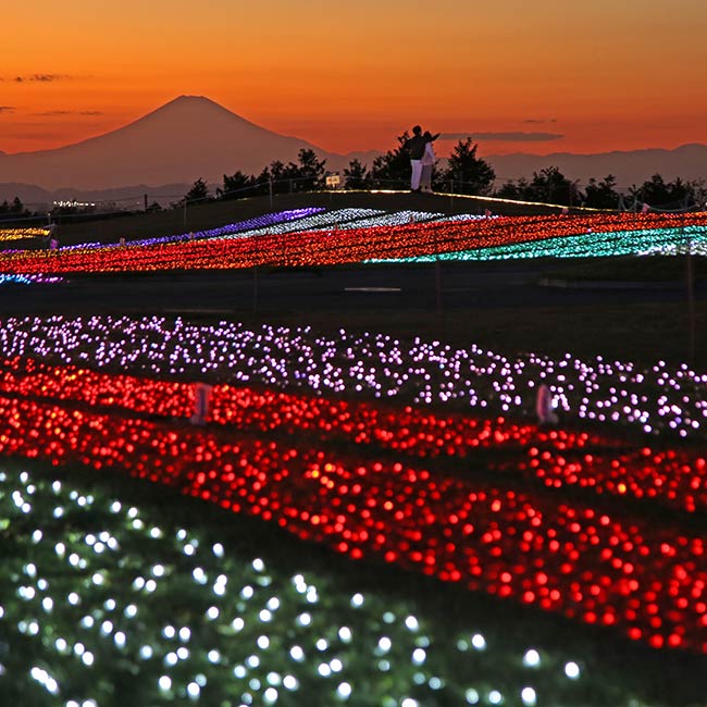 マザー牧場 イルミネーション 光の花園 ～絵本の世界～