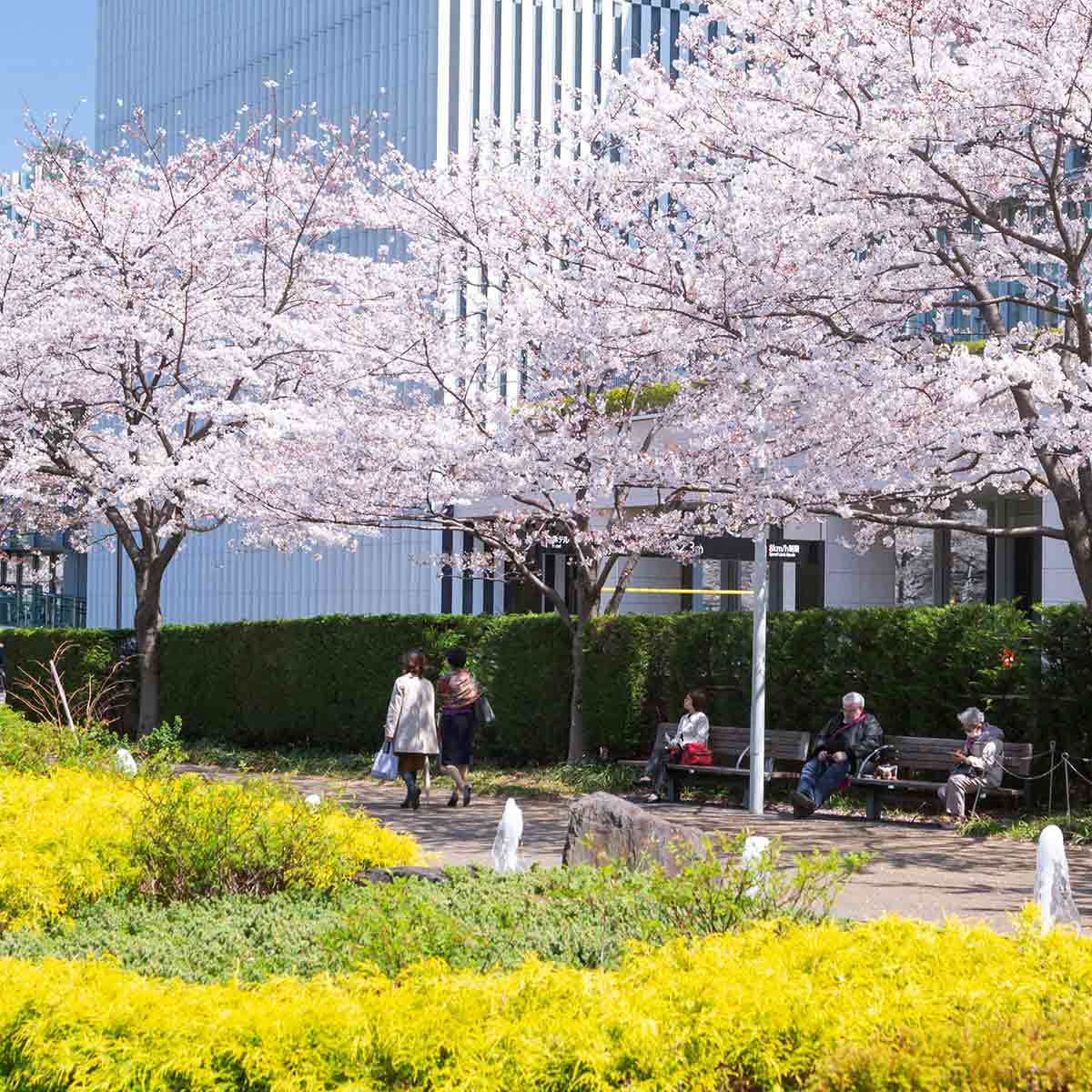 東京ミッドタウン「MIDTOWN BLOSSOM 2024」。100本の桜並木、カフェも｜桜スイーツ・イベント2024