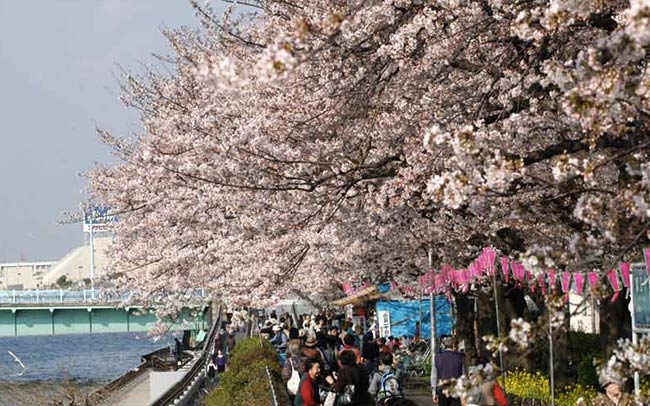 お花見デートの定番スポット5位隅田川・隅田公園