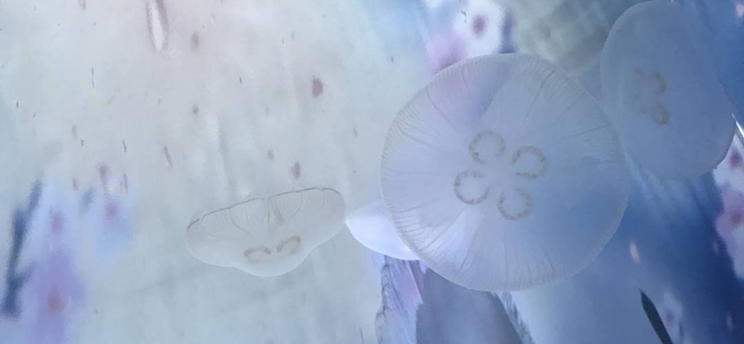 とうきょうスカイツリー駅「すみだ水族館」でクラゲと一緒にお花見体験！「桜とクラゲ」開催