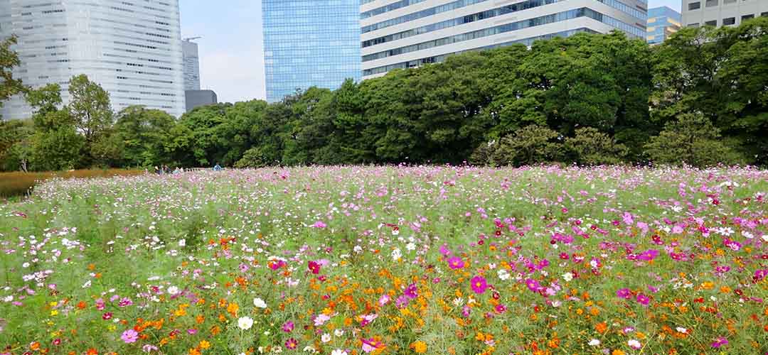高層ビルをバックに咲く30万本のコスモスに癒される！由緒ある「浜離宮恩賜庭園」では「東京大茶会」を開催