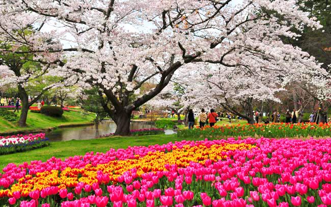桜×チューリップが彩るカラフルな花世界へ