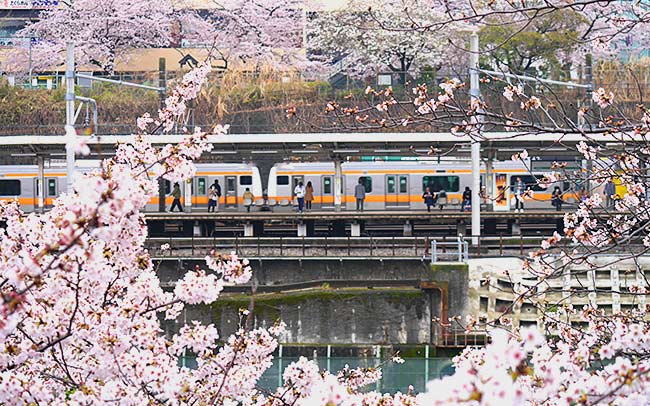 飯田橋-市ヶ谷駅間の桜並木