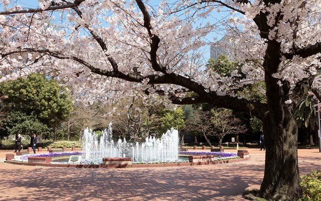 千代田区でお花見！おすすめの桜の名所7選