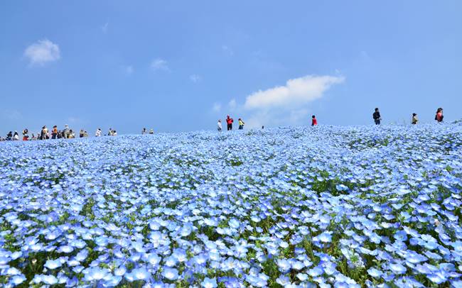 茨城県・国営ひたち海浜公園「Flowering 2020の魅力３