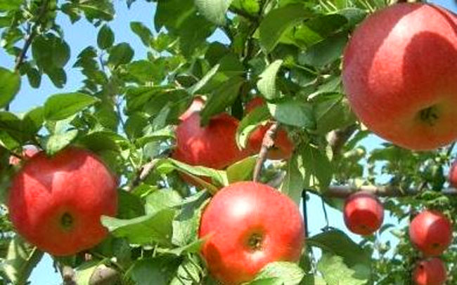 真っ赤なりんごが食べ放題！りんご狩り＆パフェ作り体験ができる田舎体験プランも